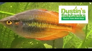 How to Keep Rainbowfish Rainbowfish Species in the Planted Tank [upl. by Htims]