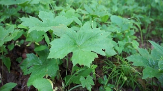 Yellow Root Identification [upl. by Enirahtac423]