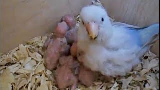 Mama Parrotlet with her 5 babies [upl. by Arivle]