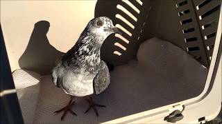 Paramixovirus en palomas pigeon PMV [upl. by Coit60]