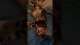 Video of adoptable pet named Tom Thumb [upl. by Celio395]