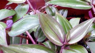 A Closer Look at TRADESCANTIA ZEBRINA  Spiderwort Wandering Jew [upl. by Therese201]