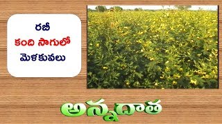 Tips for Rabi Redgram Cultivation  Etv Annadata [upl. by Kory]