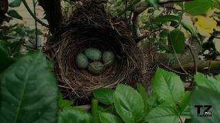 Fortpflanzung der Amsel Teil 3 [upl. by Orme668]