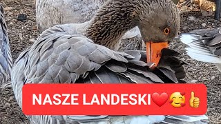 NASZE LANDESKI BALBINKI CUDOWNE I KOCHANE ❤🥰👍 [upl. by Lillywhite]