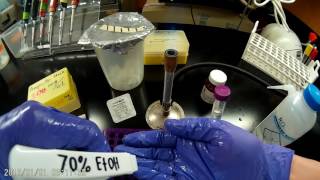 Preparing sterile ampicillin stock solutions [upl. by Conlen105]