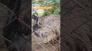 Guwahati zoo shortvideo viral shorts myvideo 🙈 [upl. by Darcie]