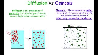 A Level Biology Revision Year 13 quotTwo Key Reactions in Photosynthesisquot [upl. by Panthea492]