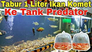 Tabur 1 LITER IKAN KOMET UNTUK PAKAN IKAN PREDATOR [upl. by Gayleen]