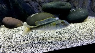 Stunning Update on the Buccochromis Lepturus Green [upl. by Rhett183]