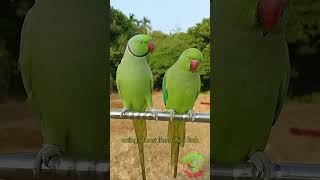 parrot calling sounds [upl. by Syramad]