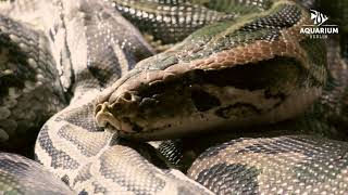 Dunkler Tigerpython im Aquarium Berlin  Burmese python at Aquarium Berlin [upl. by Elcin]