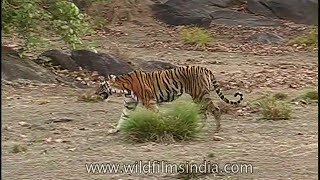 Tiger on the prowl in central Indias Kanha forests as Cheetal deer sound the alarm [upl. by Marchall]