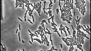 Cell division of E coli with continuous media flow [upl. by Aiki]