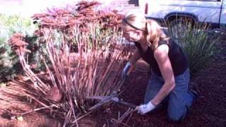 How to Prune Sedum Autumn Joy Video Tutorialwmv [upl. by Angele]