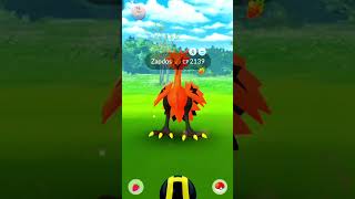 😭 Unluckiest Day With Galarian Bird Zapdos in Pokemon Go pogotagoo galarianbirds pokemongo [upl. by Nylicaj]