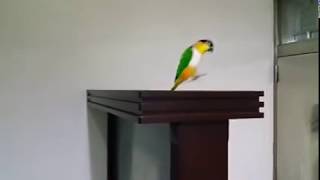 Caique parrot jumping [upl. by Zima]