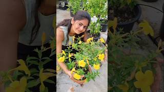 এত ফুল কি করে পেলাম 😯♥️trending minivlog gardening sayanti flowers viralvideo shorts vlog [upl. by Lenhard702]