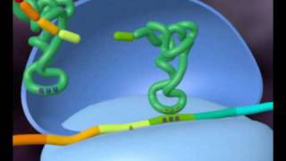 DNA translation animation by Interact Medical [upl. by Grieve]