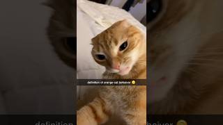 Orange Cat activities TikTokCompilation [upl. by Felicidad]