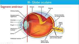 Anatomie de lappareil visuel  Dr Layadi CHU Bab El Oued [upl. by Ryann]