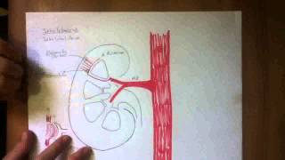 CIRCULACION RENAL [upl. by Beka]