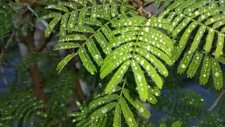 An Overview of Flavonoids and Antioxidant Potential of Prosopis cineraria [upl. by Antoni]