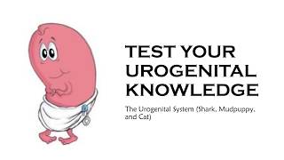 TEST YOUR UROGENITAL KNOWLEDGE shark mudpuppy cat [upl. by Kath]