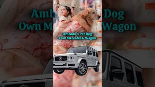 Rich Lifestyle of Ambani Family Pet Dog Happy anantambani radhikamerchant ambanifamily dog [upl. by Ainniz]