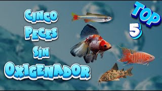 🐟TOP 5 Cinco Peces Para tú Acuario Sin Oxigenador🐠🌿 acuarios peces aguadulce top 5 [upl. by Adar]