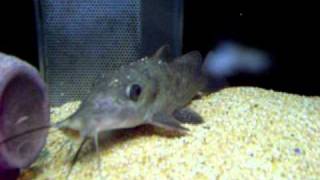 Astronotus ocellatus  catfish Golden dorando from Oceano Blu Viterbo acquari [upl. by Aid]