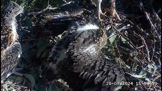 Dad with prey SE33 great mantling and self feeding 😍 1551 SeaEagleCAM4 Live Stream  20092024 [upl. by Dynah]