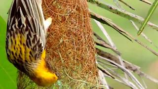 Weaver Bird Making His Nest  PART 9 [upl. by Aseeram]