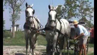 horse driving hungary  Lipicai fogat Hajtó Kovács Bence [upl. by Suirtimed]