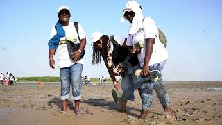 Journée de Plantation de propagules dans la mangrove à Palmarin [upl. by February]