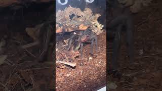 Thrixopelma pruriens Green Velvet Tarantula shorts shortsfeed shortsvideo [upl. by Aniara]