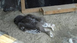 Baby Owls sleep face down like THIS because [upl. by Rukna547]