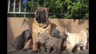 Bebés shar peis con mamá 65 semanas de edad [upl. by Cochrane423]