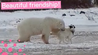 POLAR BEAR AND DOG ARE BEST FRIENDS [upl. by Kcirdneh]