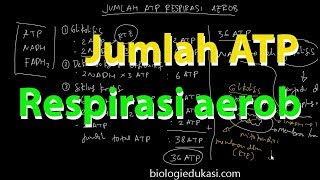 Jumlah ATP Respirasi Aerob [upl. by Tavy]