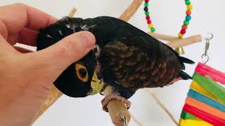 Tula the Bronze Winged Pionus Parrot Enjoying More Head Scratches 🥰 [upl. by Ilegna]