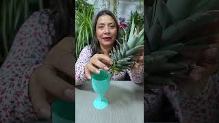 Aprende a cultivar piña en casa sin semilla plantas jardin piña [upl. by Inahs]