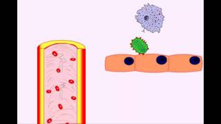 USMLE Animated Immunology  Infection amp Acute Inflammation  Monocytes amp Macrophages [upl. by Annayek]