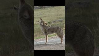 Coyote Sounds of Howling and Barking  Canis latrans Sounds [upl. by Godfree]