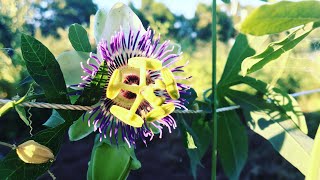 How To Grow Passiflora caerulea ‘Becky’s Blue amp White Passion Vine’ [upl. by Vevina704]