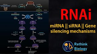 RNA interference RNAi Animation  miRNA  siRNA  mRNA regulation [upl. by Davey]