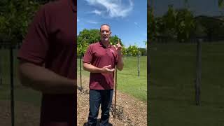 How to Grow Grapes and Start a Backyard Vineyard [upl. by Otipaga603]