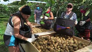 PIETERS HORTICULTURE  Kiwifruit Harvest [upl. by Bing301]