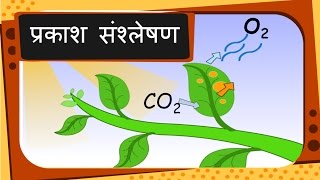 Science  पौधों का भोजन और प्रकाश संश्लेषण Plants food and Photosynthesis  Hindi [upl. by Nyledam]