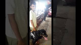 On the way to airportdogowner dog pets labrador youtubeshorts [upl. by Gomez]